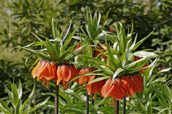 FRITILLARIA imperialis 'Maxima rubra'