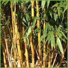 Les bambous de moyen développement