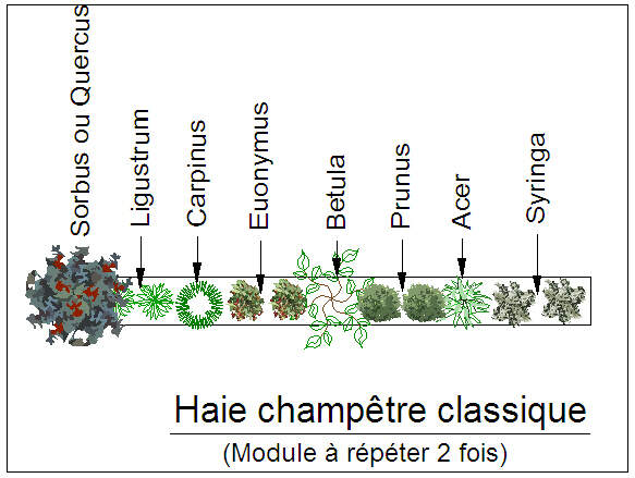  - Kit de haie : Haie champêtre classique - 24 plants - Kit haie bocagère