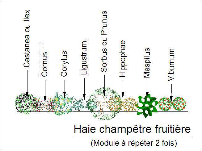  - Kit de haie : Haie champêtre fruitière - 24 plants - Kit haie bocagère