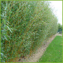 Pepinieres Jean Huchet Accueil Pepiniere La Pepiniere L Arboretum 2 Haies De Bambous