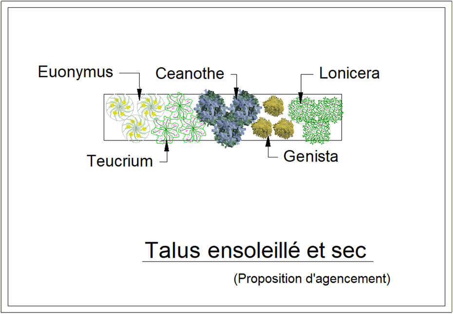  - Kit de talus : Talus ensoleillé et sec - 15 plants - Plante de talus