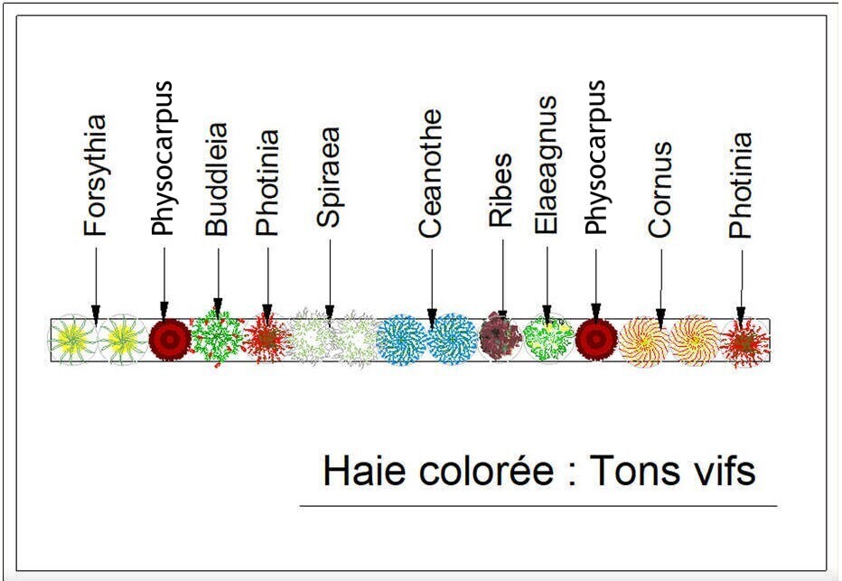  - Kit de haie : Haie colorée tons vifs - 15 plants - Kit haie