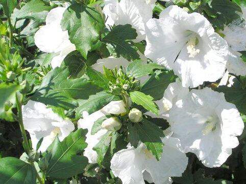 Hibiscus syriacus 'William R Smith'