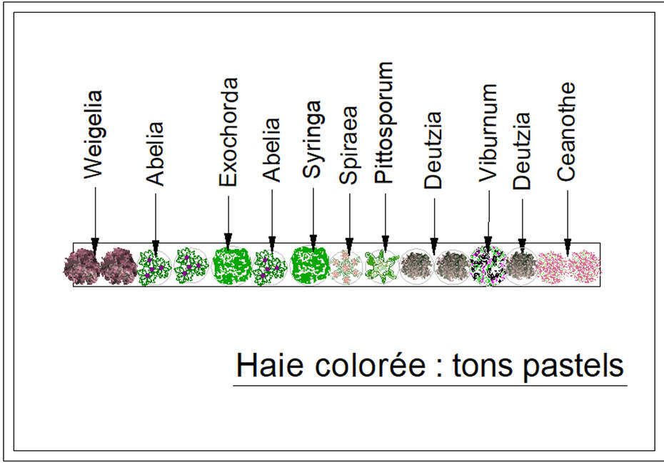  - Kit de haie : Haie colorée tons pastels - 15 plants - Kit haie