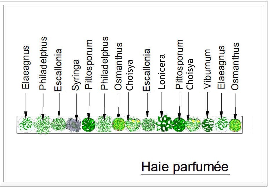  - Kit de haie : Haie parfumée - 15 plants - Kit haie