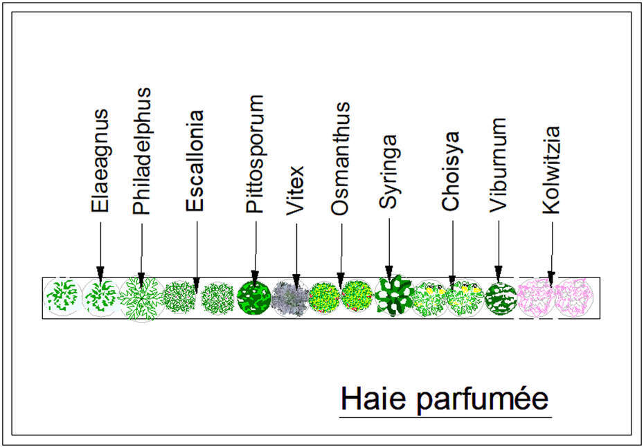 - Kit de haie : Haie parfumée - 15 plants - Kit haie