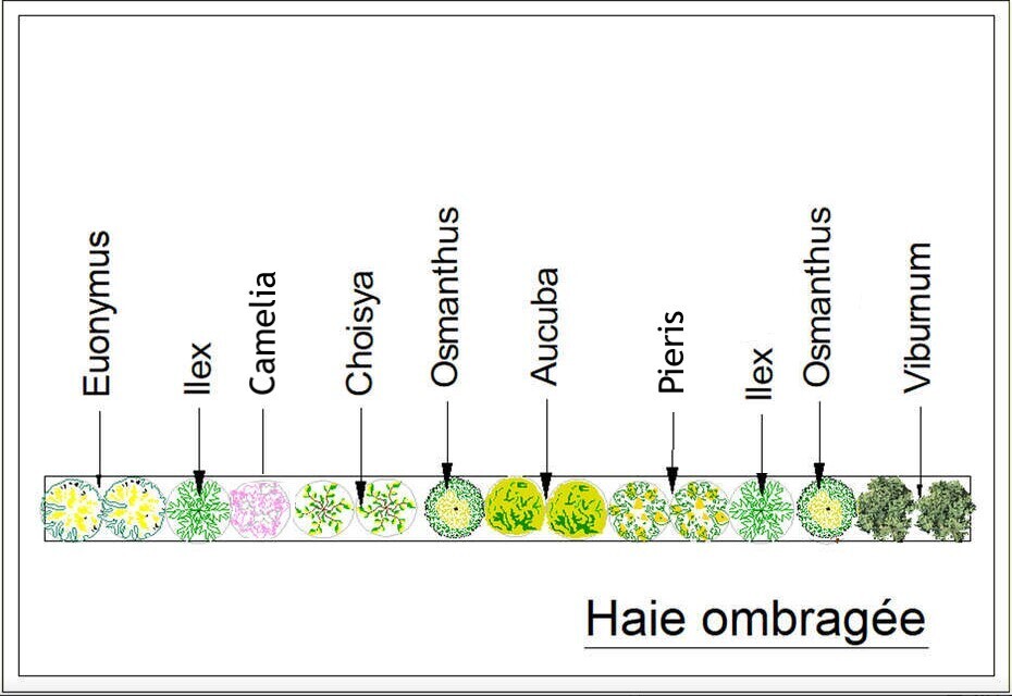 - Kit de haie : Haie ombragée persistante - 15 plants - Kit haie