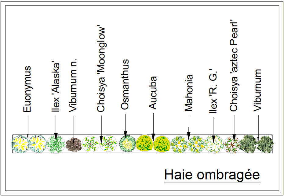  - Kit de haie : Haie ombragée persistante - 15 plants - Kit haie