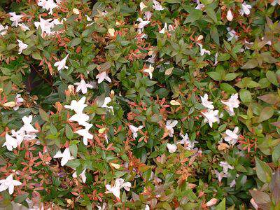 Abélia nain - ABELIA grandiflora 'Prostata' - Arbuste