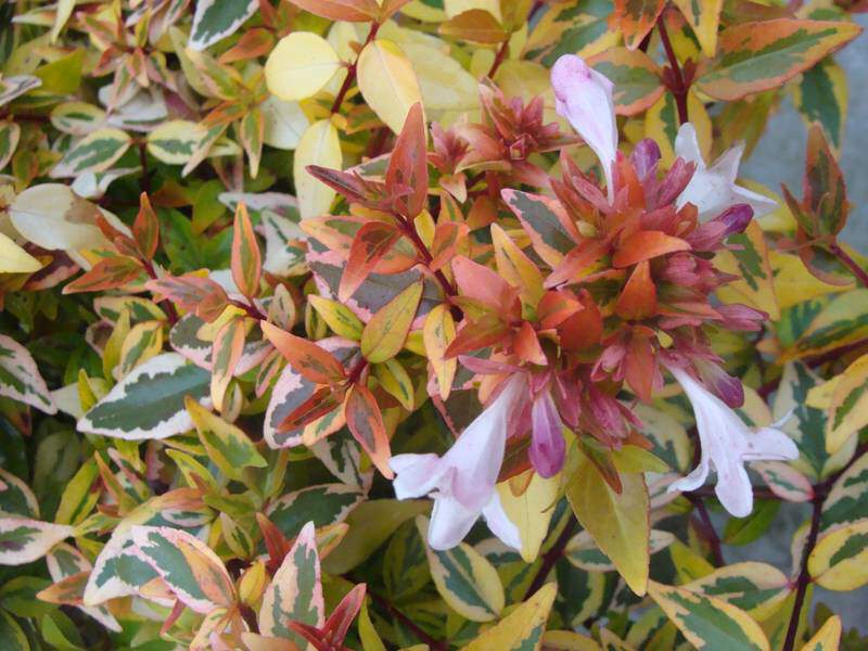 Abélia nain Kaleidoscope - ABELIA grandiflora 'Kaleidoscope' - Arbuste