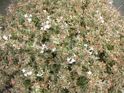 Abélia nain - ABELIA grandiflora 'Confetti®' - Arbuste