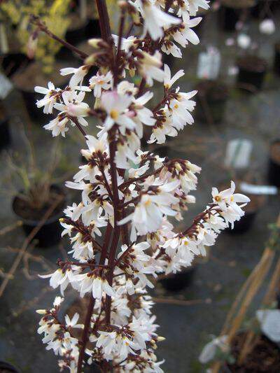 Forsythia blanc - ABELIOPHYLLUM distichum - Arbuste