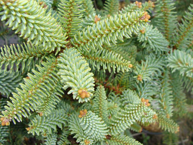 ABIES pinsapo Glauca Sapin d Espagne  bleu Conif re