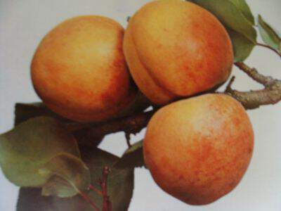 Prunus armeniaca - ABRICOTIER 'Pêche de Nancy' - Arbre fruitier