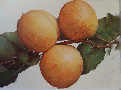 Prunus armeniaca - ABRICOTIER 'Précoce de Saumur' - Arbre fruitier
