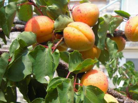 Prunus armeniaca - ABRICOTIER 'Polonais' - Arbre fruitier