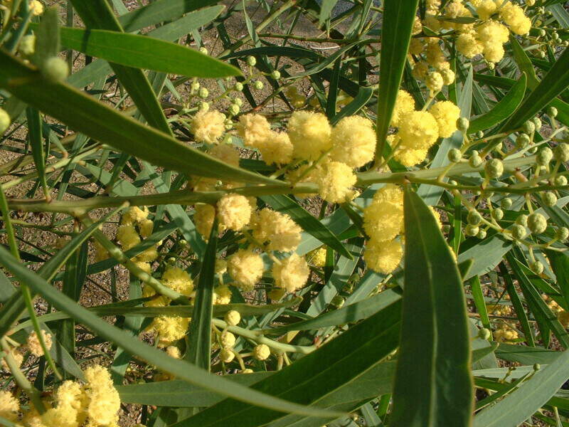 Mimosa des 4 saisons - ACACIA retinoides - Petit arbre