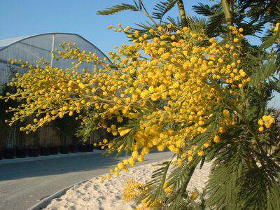 Mimosa d'hiver - ACACIA dealbata 'Gaulois Astier' - Petit arbre