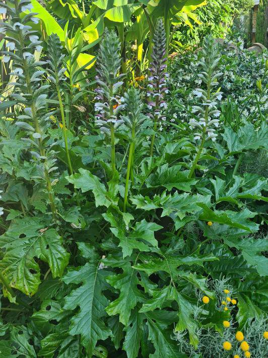 Acanthe - ACANTHUS mollis - Vivace