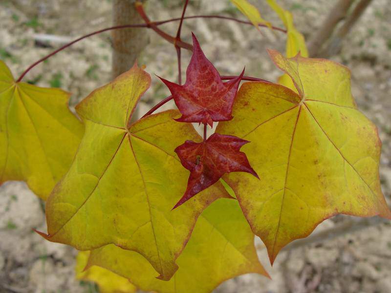 Erable de Colchide Doré - ACER cappadocicum 'Aureum' - Petit arbre