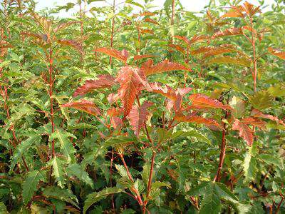 Erable du fleuve amour - ACER ginnala - Petit arbre