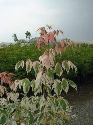 Erable à feuille de frêne panaché - ACER negundo 'Flamingo' - Petit arbre