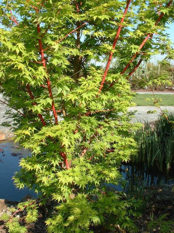 Erable du Japon - ACER palmatum 'Senkaki' - Arbuste