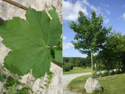 Erable plane - ACER platanoides - Arbre