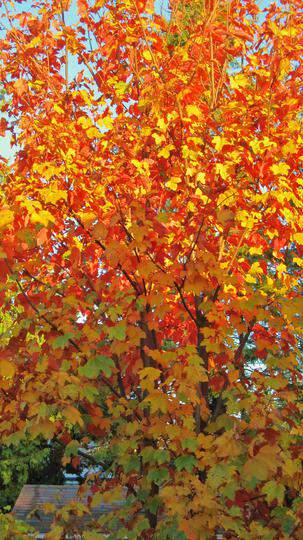 Erable sycomore 'Regal Petticoat' - ACER pseudoplatanus 'Regal Petticoat' - Arbre