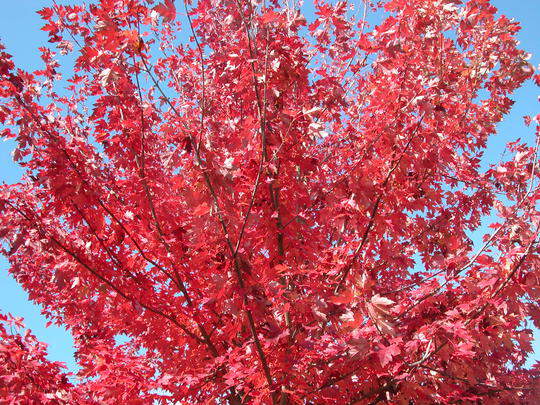 Erable pourpre 'Fairview Flame'King' - ACER rubrum 'Fairview Flame' - Arbre