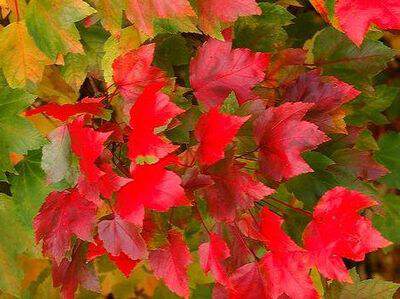 Erable rouge - ACER rubrum - Arbre