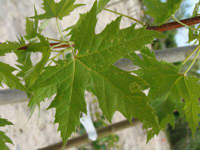 Erable argenté pyramidal - ACER saccharinum 'Pyramidalis' - Arbre