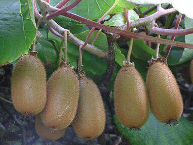 Kiwi autofertile - ACTINIDIA chinensis 'Solo' - Arbre fruitier