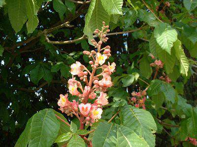 Marronnier rouge de Briot - AESCULUS carnea 'Briotti' - Arbre