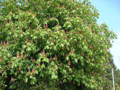 Marronnier d'Inde - AESCULUS hippocastanum - Arbre