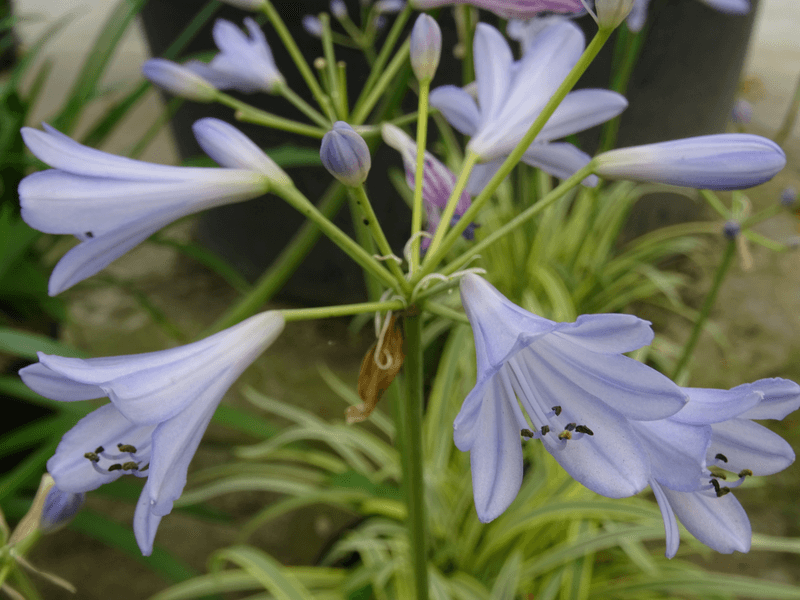 Agapanthe  - AGAPANTHE 'Golden Drop' - Vivace