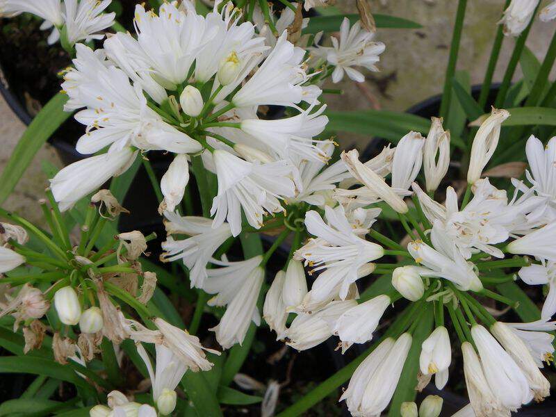 Agapanthe naine - AGAPANTHE 'Double Diamond' - Vivace