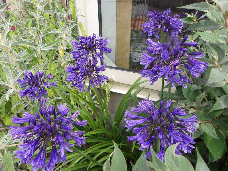 Agapanthus - AGAPANTHE 'Navy blue' - Vivace