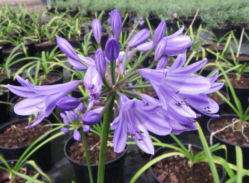 Agapanthe naine - AGAPANTHE 'Pitchoune® Blue' - Vivace