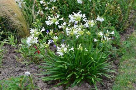 Agapanthe naine - AGAPANTHE 'Pitchoune® White' - Vivace