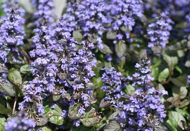 Bugle rampant - AJUGA reptans 'Atropurpurea' - Vivace