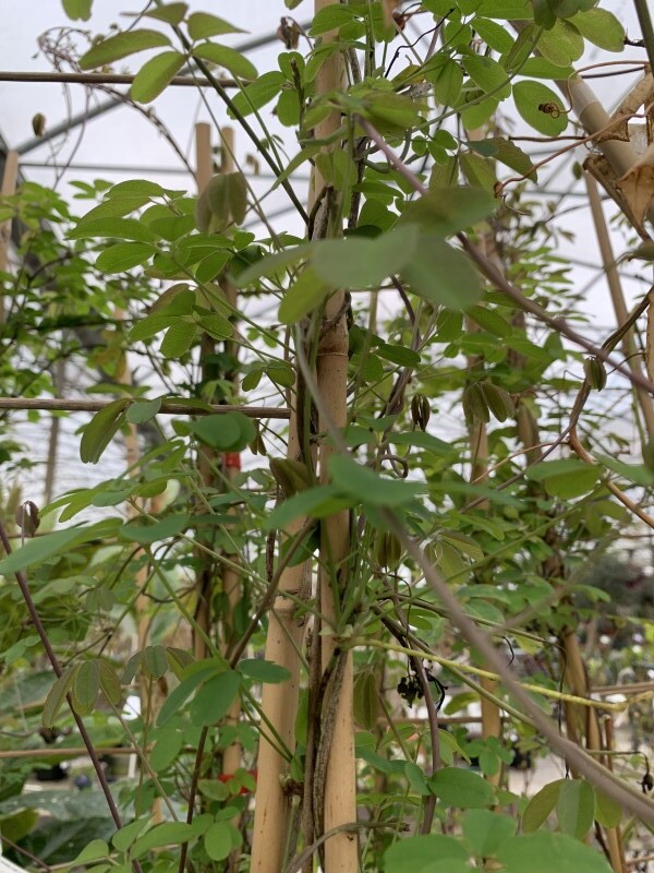 Liane chocolat - AKEBIA quinata - Plante grimpante