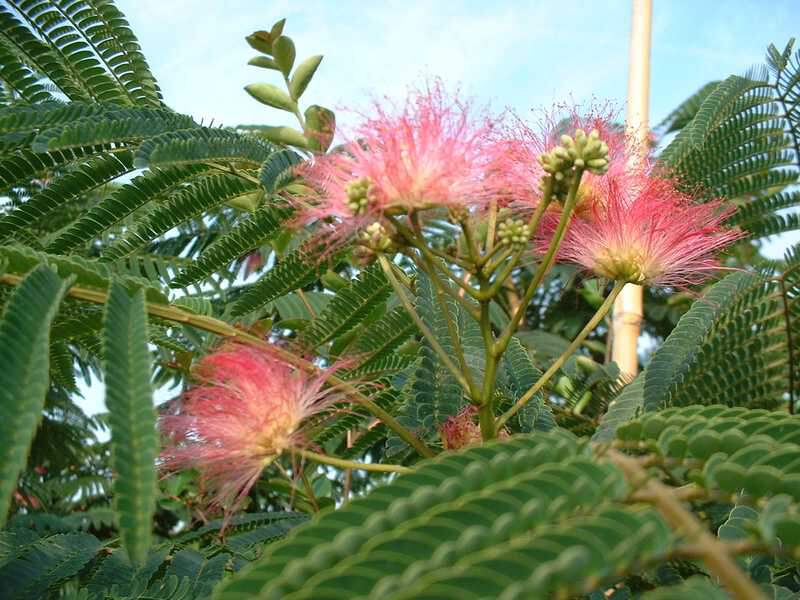 Arbre de soie - ALBIZIA julibrissin 'Ombrella' - Arbre