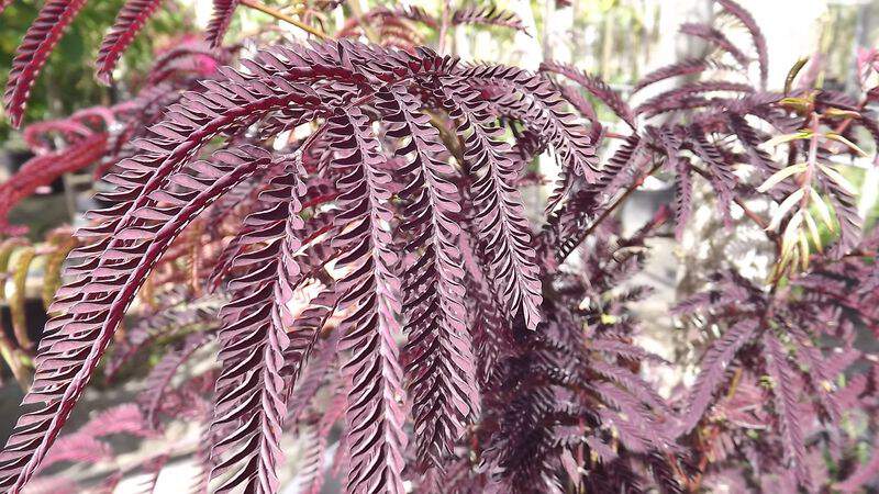 Arbre de soie - ALBIZIA julibrissin 'Summer Chocolate' - Arbre