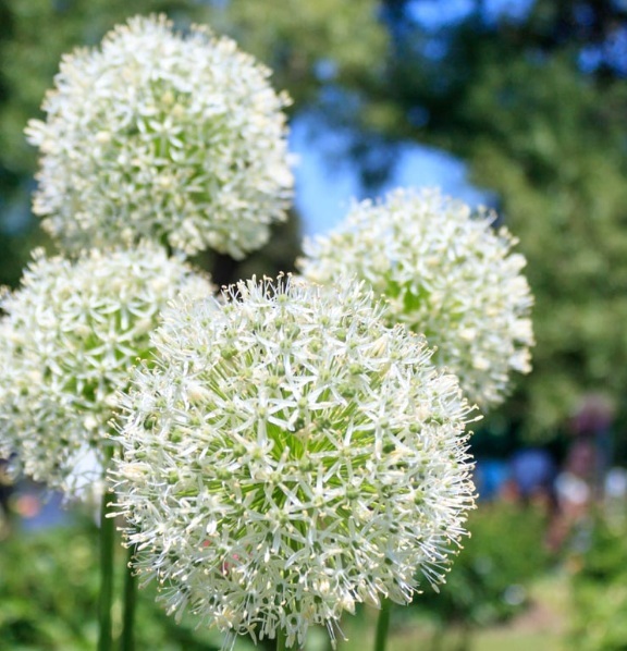 Ail d'ornement - ALLIUM 'Mount Everest' - Bulbe