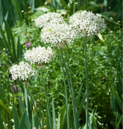 Ail d'ornement - ALLIUM nigrum - Bulbe