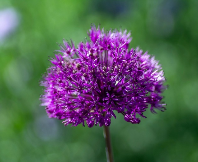 Ail d'ornement - ALLIUM 'Purple sensation' - Bulbe