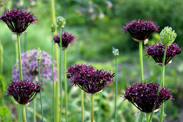 Ail d'ornement - ALLIUM atropurpureum bulbe -lot de 5- - Bulbe