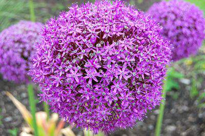 Ail d'ornement - ALLIUM giganteum bulbe - Bulbe